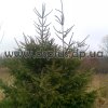 picea_abies (1)